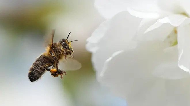 pčela, pčele