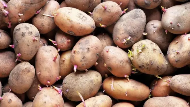 બીબીસી ગુજરાતી બટાટા ડુંગળી લસણ અંકુરિત ફૂગ ખોરાક આરોગ્ય