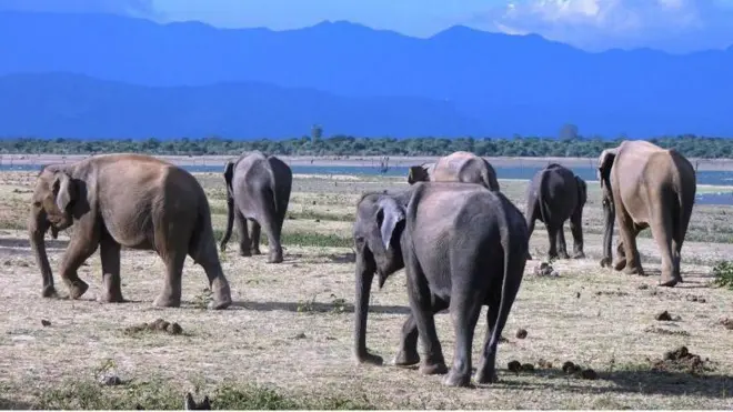 උඩවලව ජාතික වනෝද්‍යානය වර්ෂය පුරා අලි දැකිය හැකි සංචාරක ආකර්ෂණය දිනාගත් ස්ථානයකි.