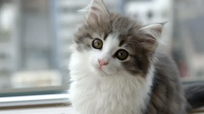 A fluffy white and grey cat