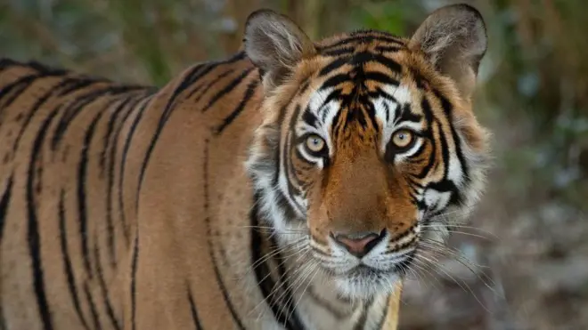 యారోహెడ్