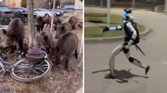 A splitscreen image which shows a group of wild boar next to a bike, and a robot running