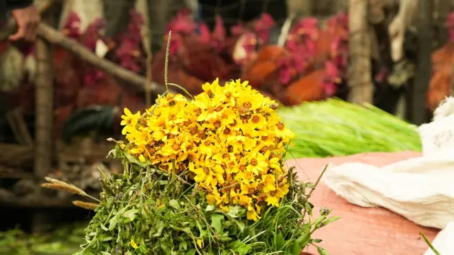 አደይ አበባ እና ዶሮዎች