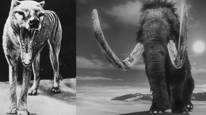 یک شرکت آمریکایی می‌خواهد تیلاسین (سمت چپ) و ماموت پشمالو (راست) را که منقرض شدند، به حیات بازگرداند