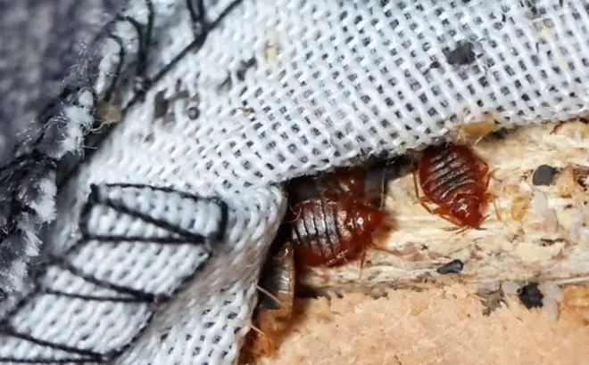 నల్లులు 