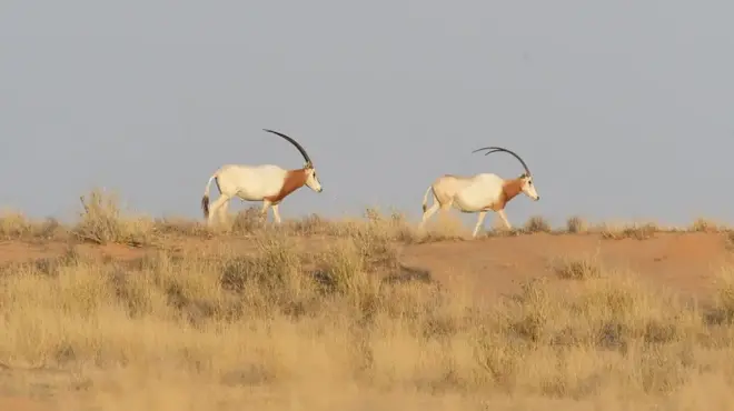 Deux antiloppes qui marchent à la file indienne sur une terre aride avec des herbes séchées par le soleil, Elles ont la peau blanche et café au niveau du cou.
