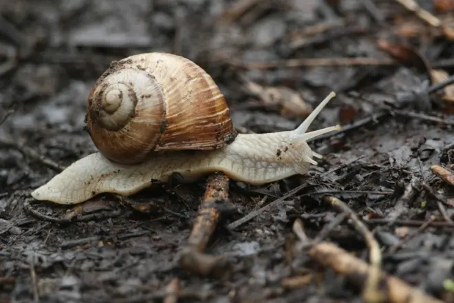 snail