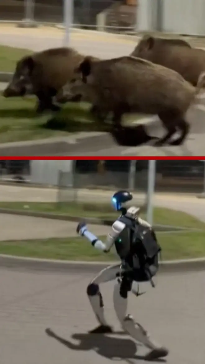 robot tera divlje svinje