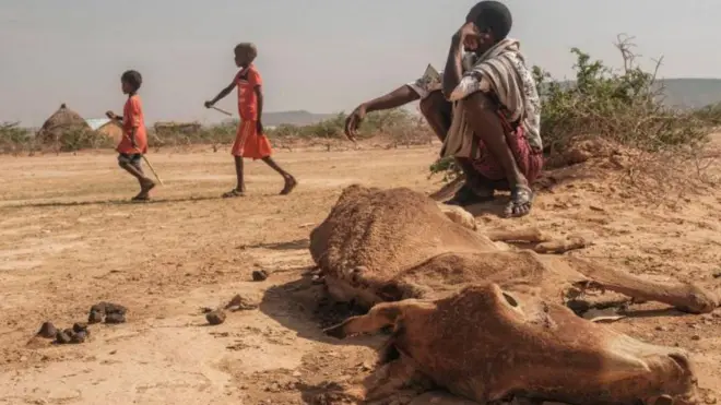 Hongee Itoophiyaa keessaan horiin miiliyoona 4 ol dhumuu UN ibseera