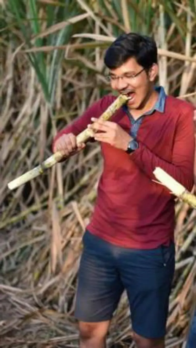 शुगर, ऊस, साखर