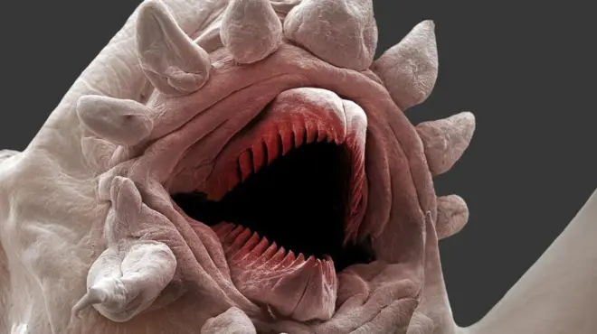 หนอนหน้าตาเหมือนเอเลียนในภาพยนตร์ ถูกพบบริเวณปล่องภูเขาไฟใต้ทะเลบนโลก