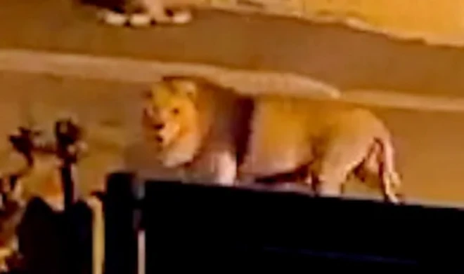 イタリアの町中を歩くオスのライオン