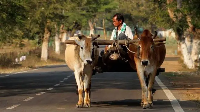 OX ఎద్దులు