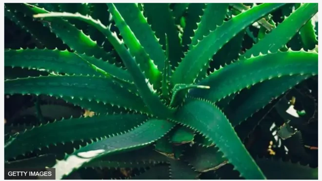 Aworan Aloe vera, ewe Eti Erin