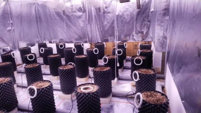 గంజాయి సాగు