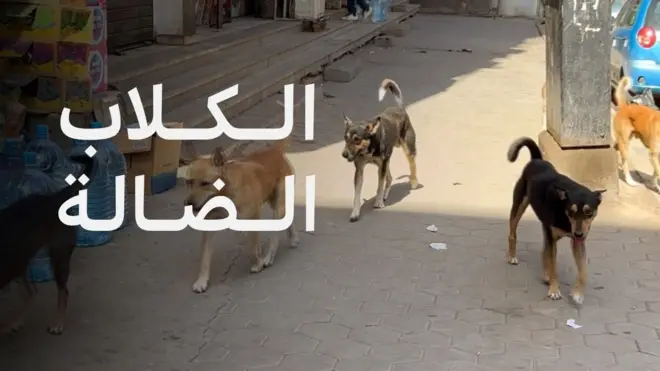 الكلاب الضالة في مصر