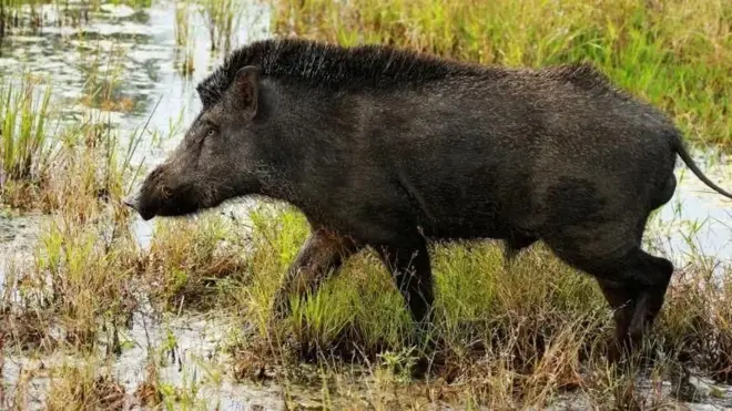 పొలాల్లోకి అడవి పందులు