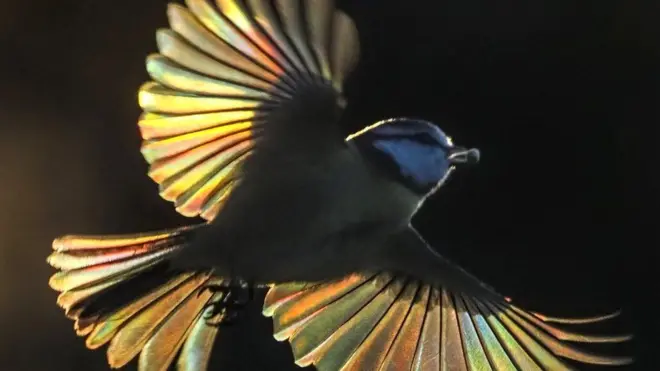 Luz refractada a través de las alas de un herrerillo