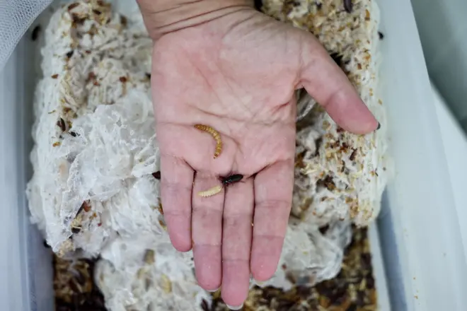 iznad plasticne kese, na otvorenoj šaci se nalazi insekt brašnar i njegova zuta larva