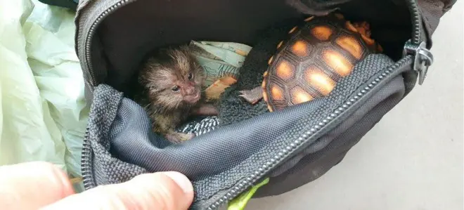 Bolsa com dois animais silvestres e dinheiro dentro