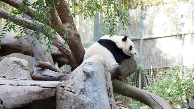 Pandablazer de apostazoológico