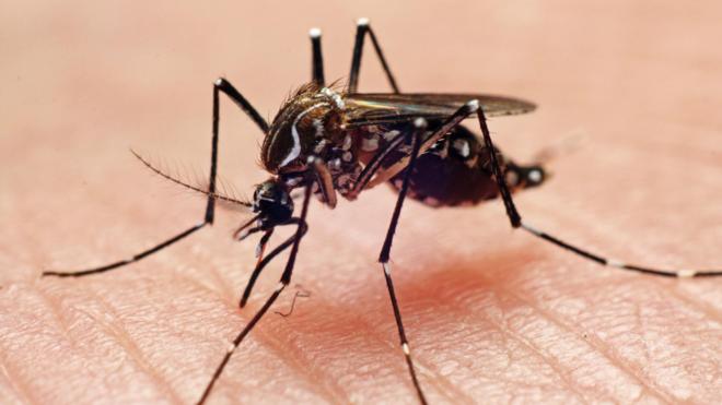 Aedes aegypti pousado na pele de alguém