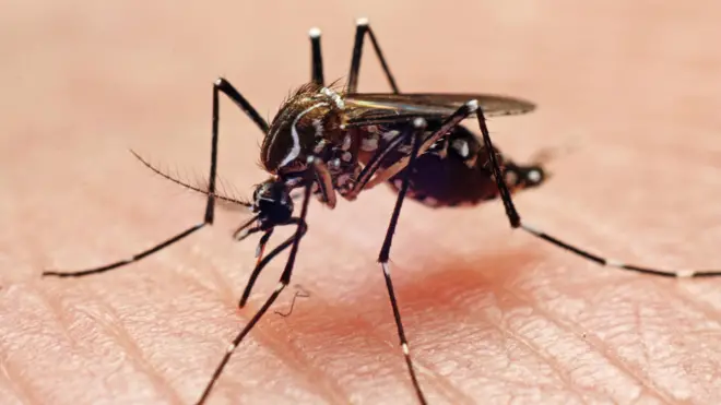 Aedes aegypti pousado na pelesummertime saga pokeralguém