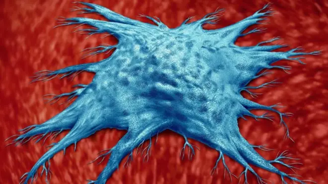 జాంబియాక్ సెల్స్ 