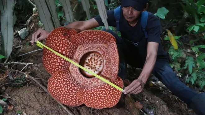 Bunga Rafflesia