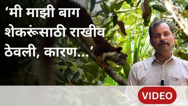 शेकरू