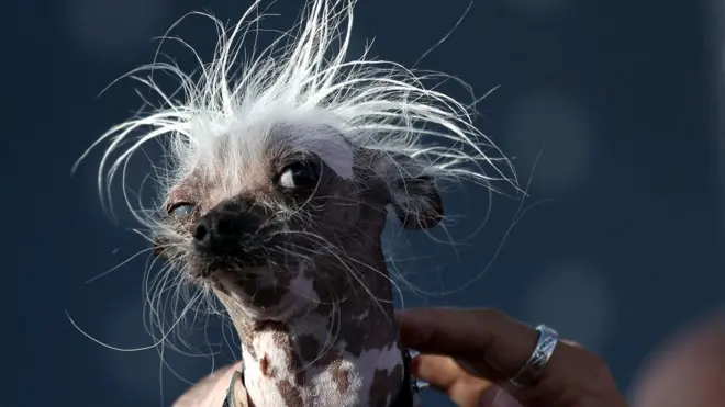 2017 Dünya'nın En Çirkin Köpeği yarışmasında Rascal adlı Tüysüz Çin köpeği
