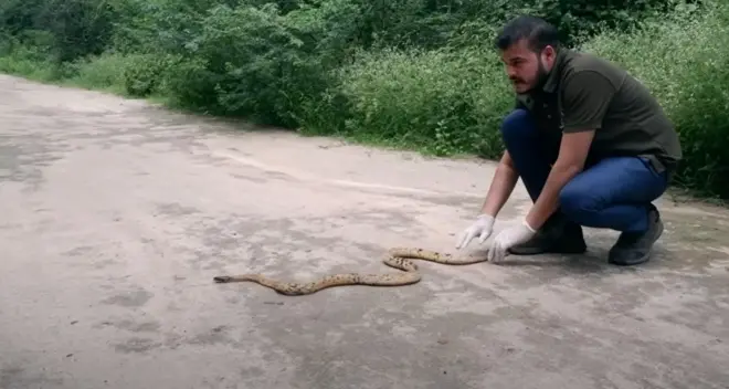 मानसून में सांपों की संख्या बढ़ने की वजहें क्या हैं