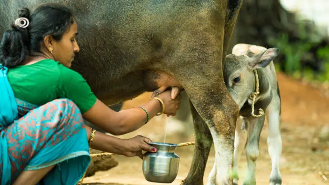 ગુજરાતમાં પશુપાલન, ગાય, ભેંસ, દૂધ ઉત્પાદન, ગુજરાતમાં દૂધમંડળી, બીબીસી ગુજરાતી, પ્રેગનન્સી ટેસ્ટ