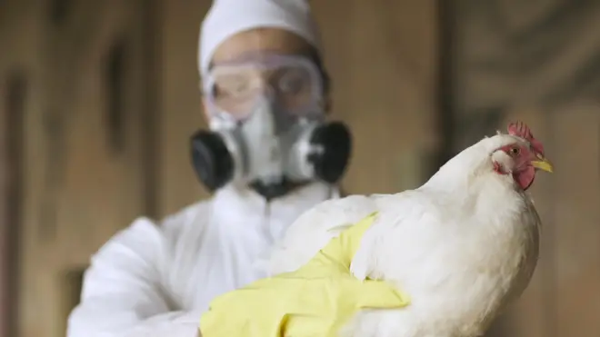 Рабочий на ферме в полном защитном костюме держит курицу.