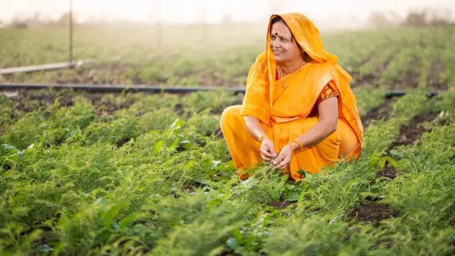 ચણા, બીબીસી ગુજરાતી, ખેતી, ખેડૂત