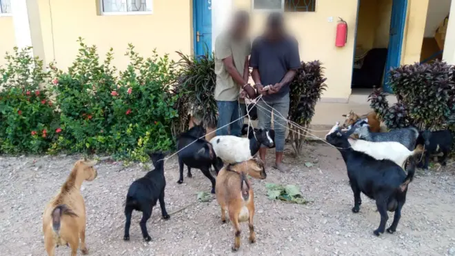 Osun goat thieves