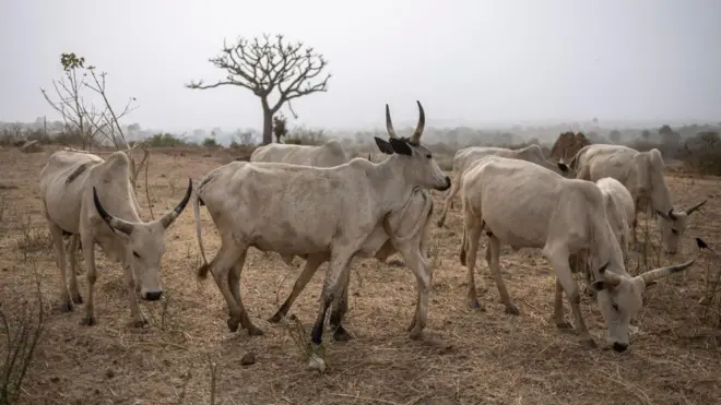 Awọn maluu ninu ọgba wọn
