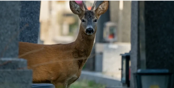 صورة تظهر غزالاً بني اللون.