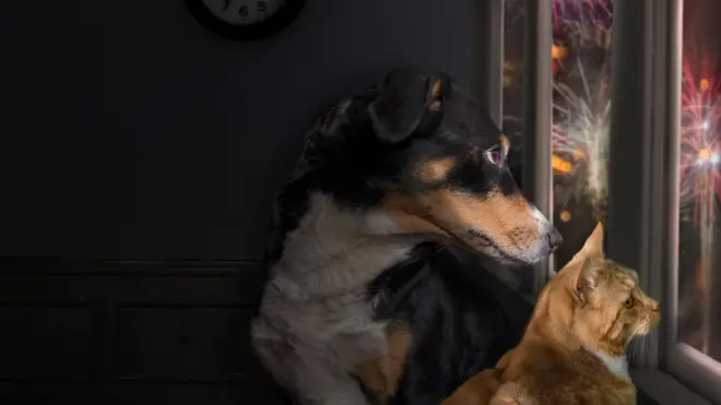 कुत्रा आणि मांजर