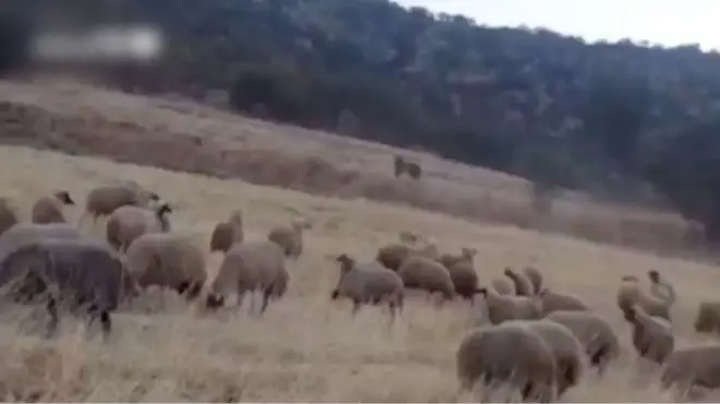 واکنش یک چوپان به حمله یک خرس به گله: «نترس خرسی! اینجا کسی کاری باهات ندارد.»