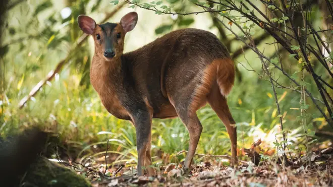 د ځنګله په منځ کې یوه منټجک (Muntjac) هوسۍ ده، چې کمرې ته یې مخ اړولی. شاوخوا یې ګڼ بوټي او شنې ونې دي او د رڼا وړانګې پرې لوېدلې دي.