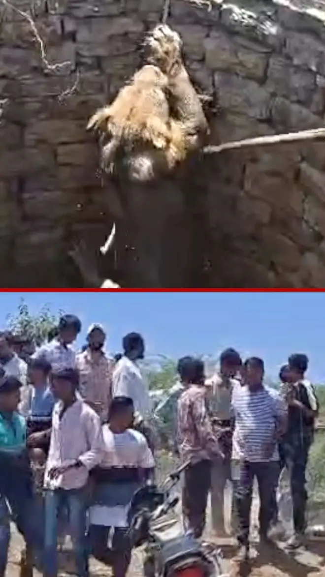 Trenutak spasavanja lava iz bunara dubokog devet metara