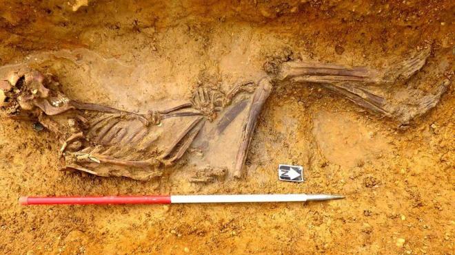 Skeleton in an excavation site.