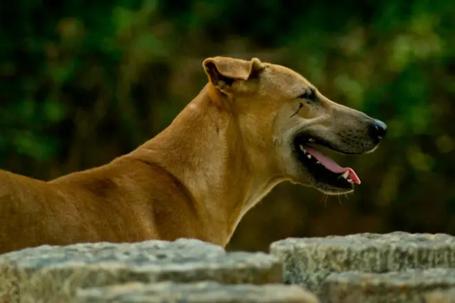 ශ්‍රී ලංකාවේ මිනිසුන්ට ආසාදනය වීමට බොහෝ දුරට ඉඩ ඇත්තේ බල්ලන්ගෙනි.