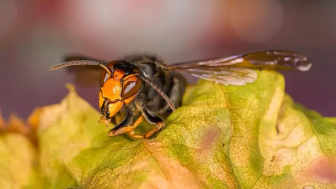 Крупний план японського гігантського шершня, також відомого як жовтоногий шершень або азійська хижа оса