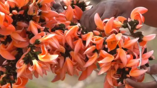 మోదుగు పూలతో హోలీ రంగు 