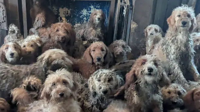 Cerca de 20 cães mestiços de poodle, todos com pelagem desgrenhada em diferentes tons de cinza, branco e caramelo, aparecem amontoados em um mesmo espaço. Um deles uiva, e outro está sentado dentro do que parece ser um fogão a lenha