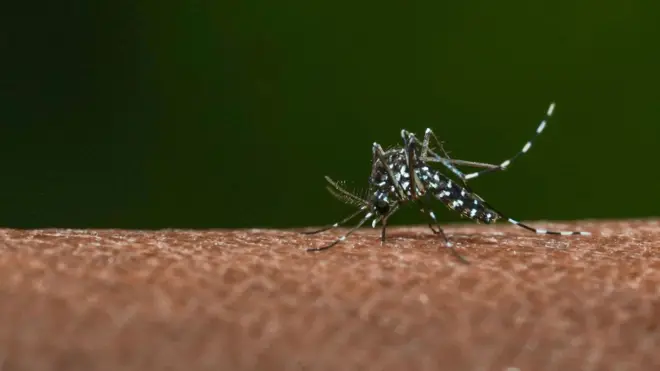 Dengue