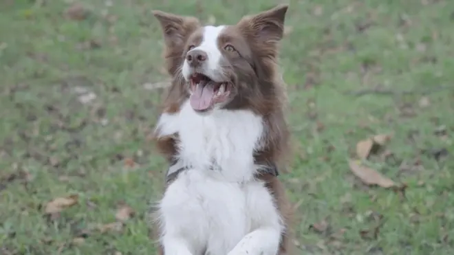 Pas koji zna više od 200 reči - upoznajte Gaju, ženku border kolija 