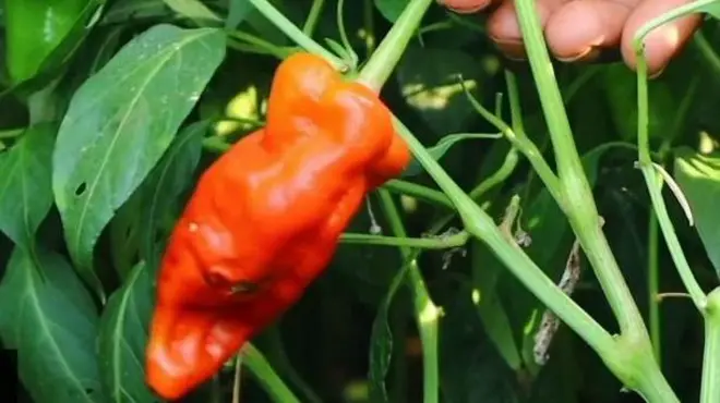 ચપટાં મરચા, ટામેટાં મરચાં, તેલંગાણા, ખેતી, ખેડૂત, હવામાન, ગુજરાત, બીબીસી ગુજરાતી ન્યૂઝ, વીડિયો 